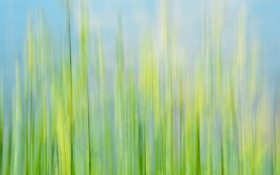Grass,   macro,  Blurred HD wallpaper